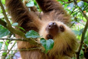 Faultier am Baum in Costa Rica