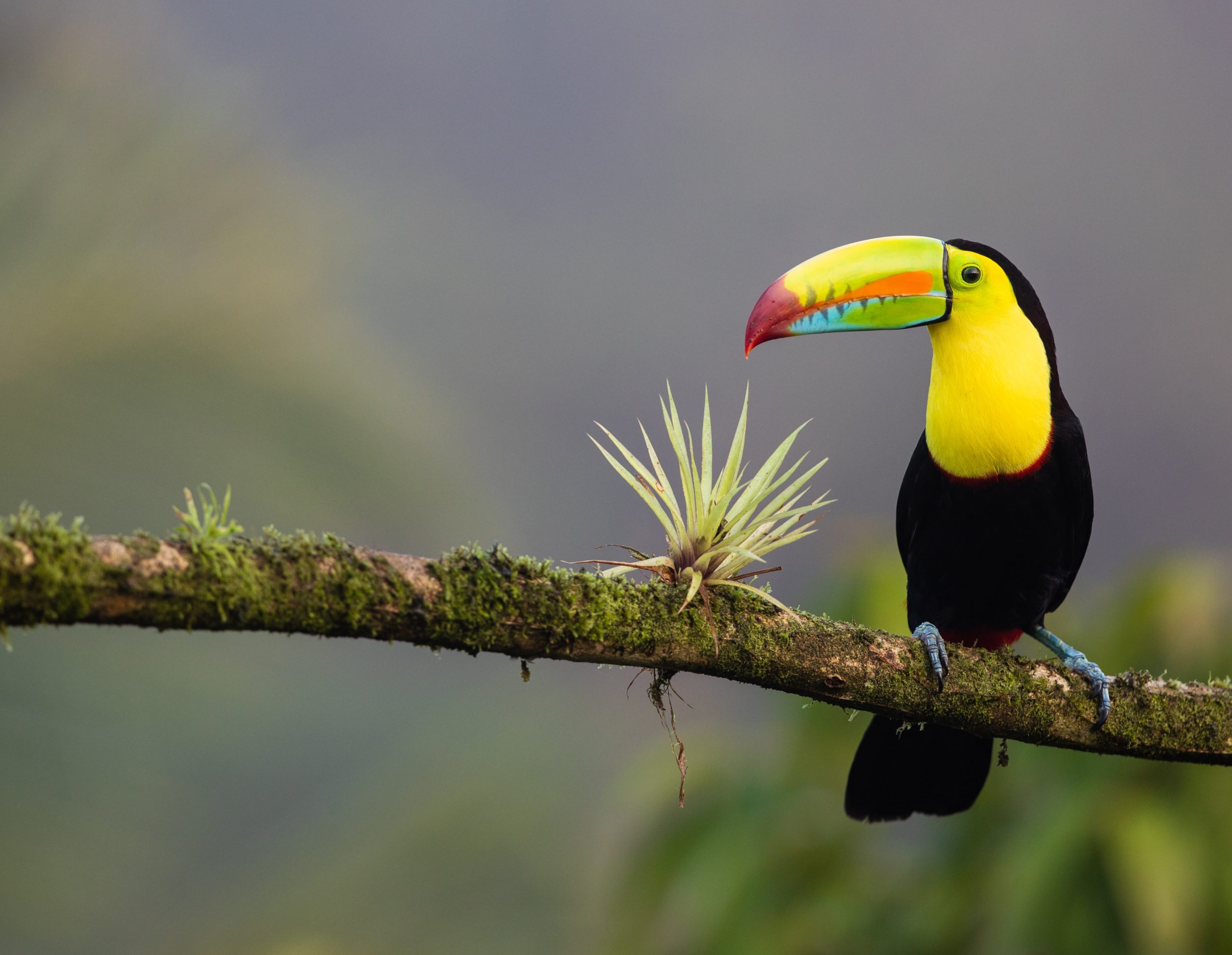 Tierwelt Costa Rica