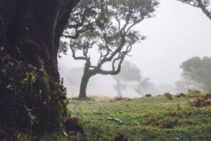 Mystischer Laurisilva Wald