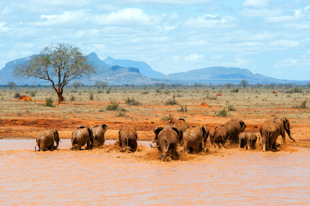 Elefanten in Wasser in Kenyas Nationalpark