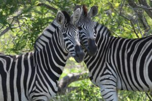 Zwei Zebras in Südafrika