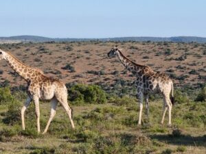 Giraffen Südafrika