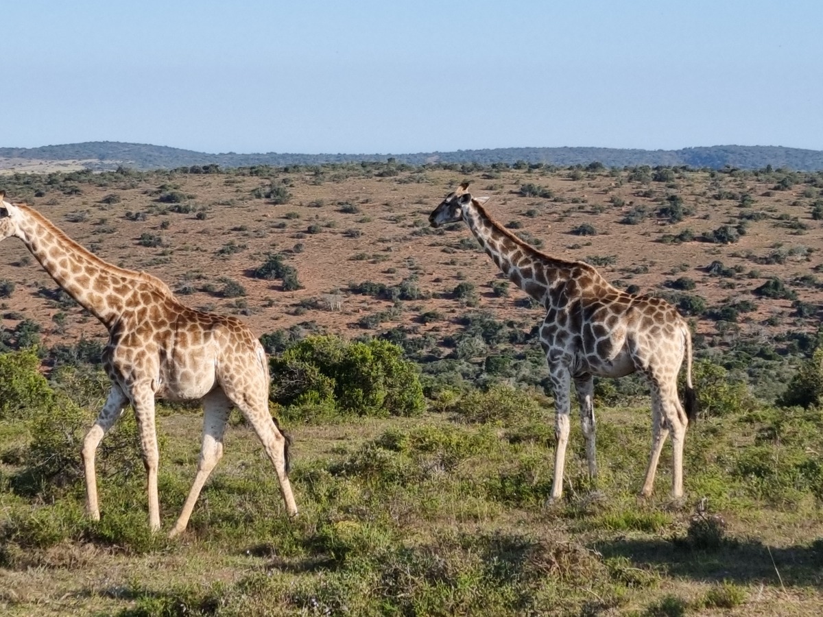 Giraffen Südafrika