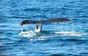 Wale in Hermanus