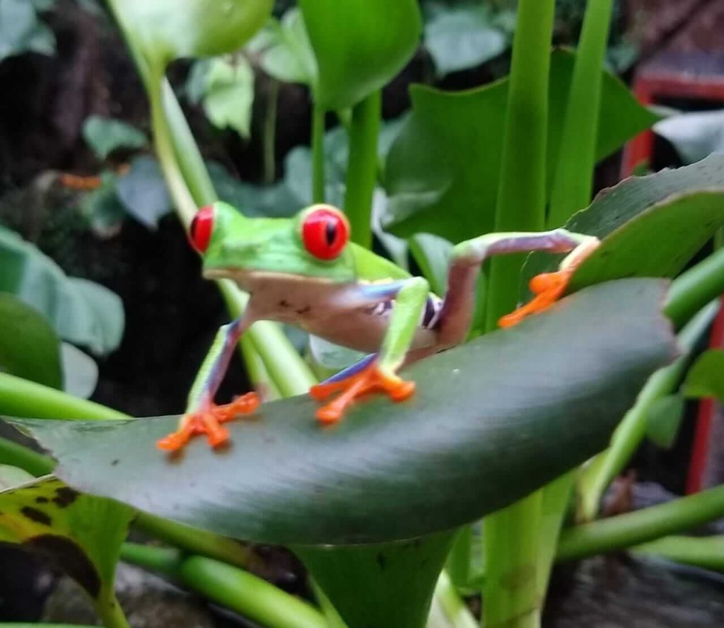 Exotischer Frosch in Costa Rica
