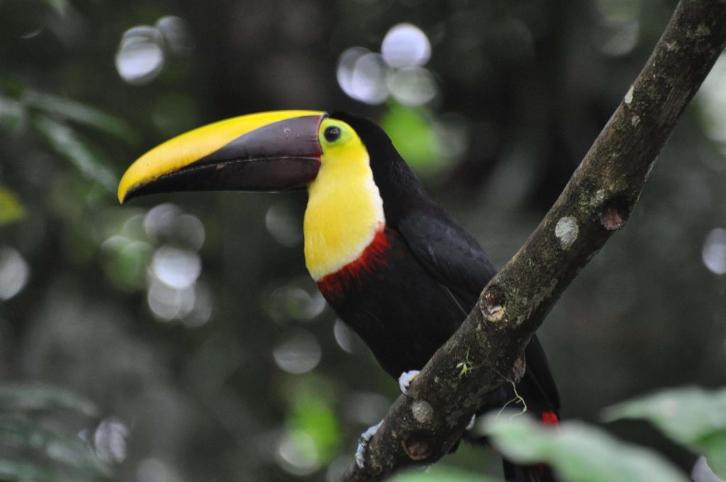 Tucan in Costa Rica