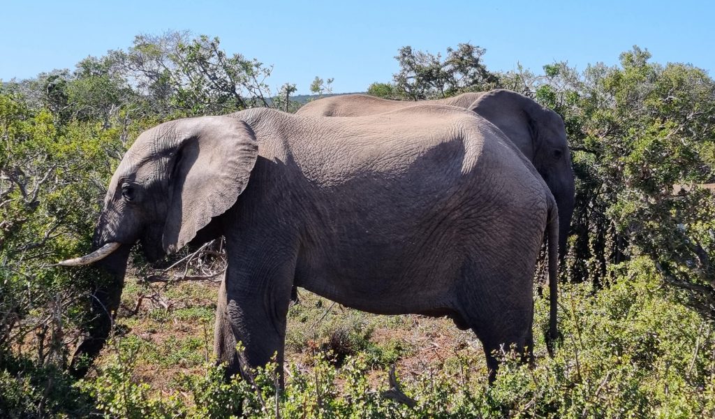 Elefanten in Ihrem Habitat in Namibia