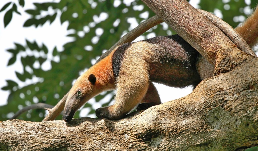 Ameisenbär Costa Rica