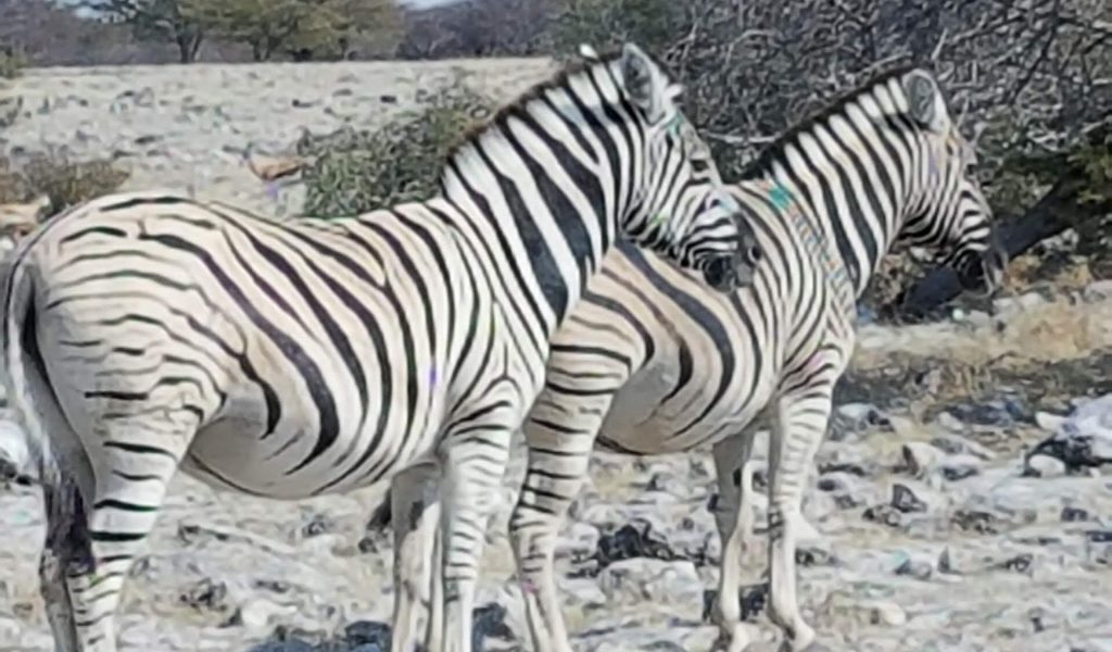 Etosha Zebra