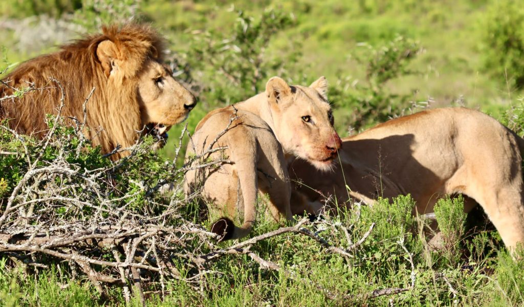 Löwen und Tiger in Ihrem Habitat in Namibia