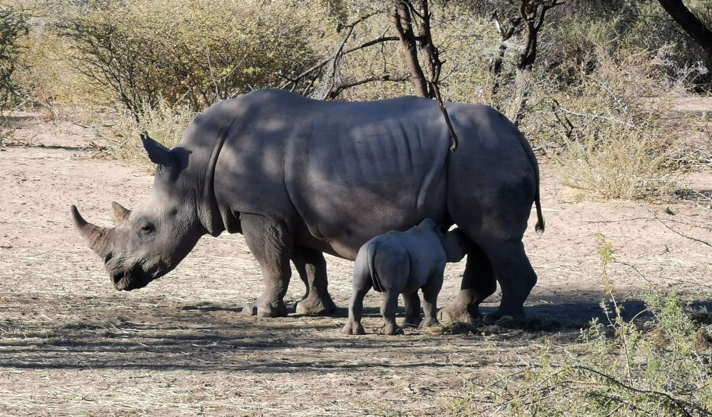 Nashorn Familie im Waterberg Plateau National Park