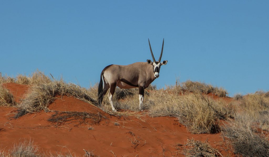 Nr. 6 Oryx Antilope-1