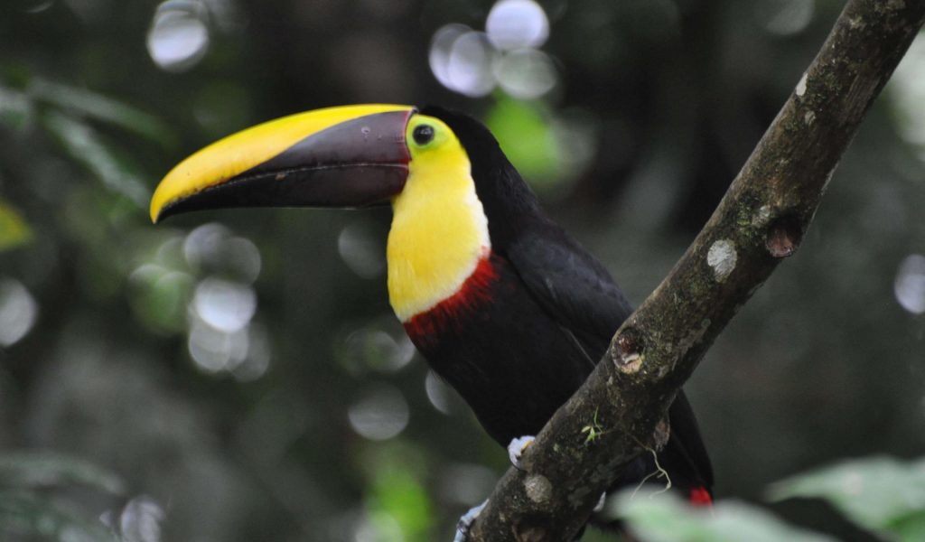 Gruppenreise Costa Rica 2027