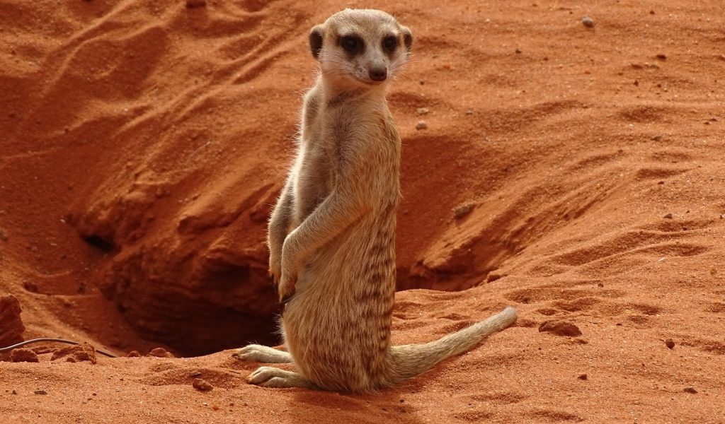hsiebertthm-namibia-4404964
