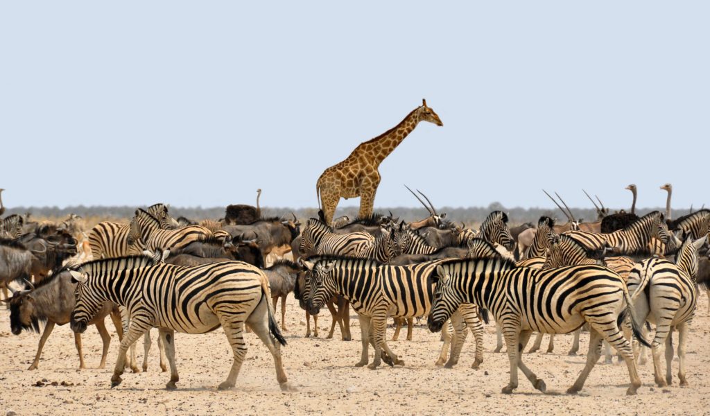 kolibri5-zebra-1170177